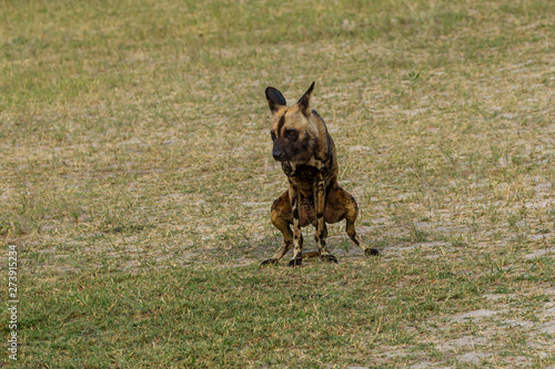 African wild dog, Lycaon pictus, walking in the water. Hunting painted dog with big ears, beautiful wild animal in habitat. Wildlife nature, Moremi, Okavanago delta, Botswana, Africa © vaclav