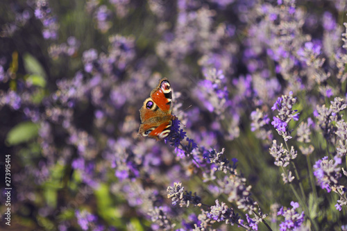Lavender flowers in field. Pollination with butterfly . Soft focus  blurred background.Closeup beautiful butterfly sitting on flowers