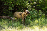 African wild dog, Lycaon pictus, walking in the water. Hunting painted dog with big ears, beautiful wild animal in habitat. Wildlife nature, Moremi, Okavanago delta, Botswana, Africa
