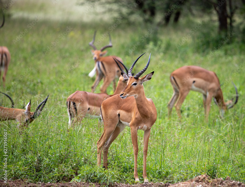 Group of Impala Group of Impala