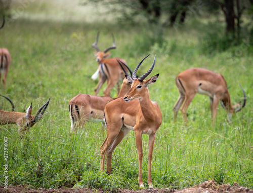 Group of Impala