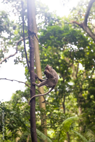 Balinese long tailed monkey