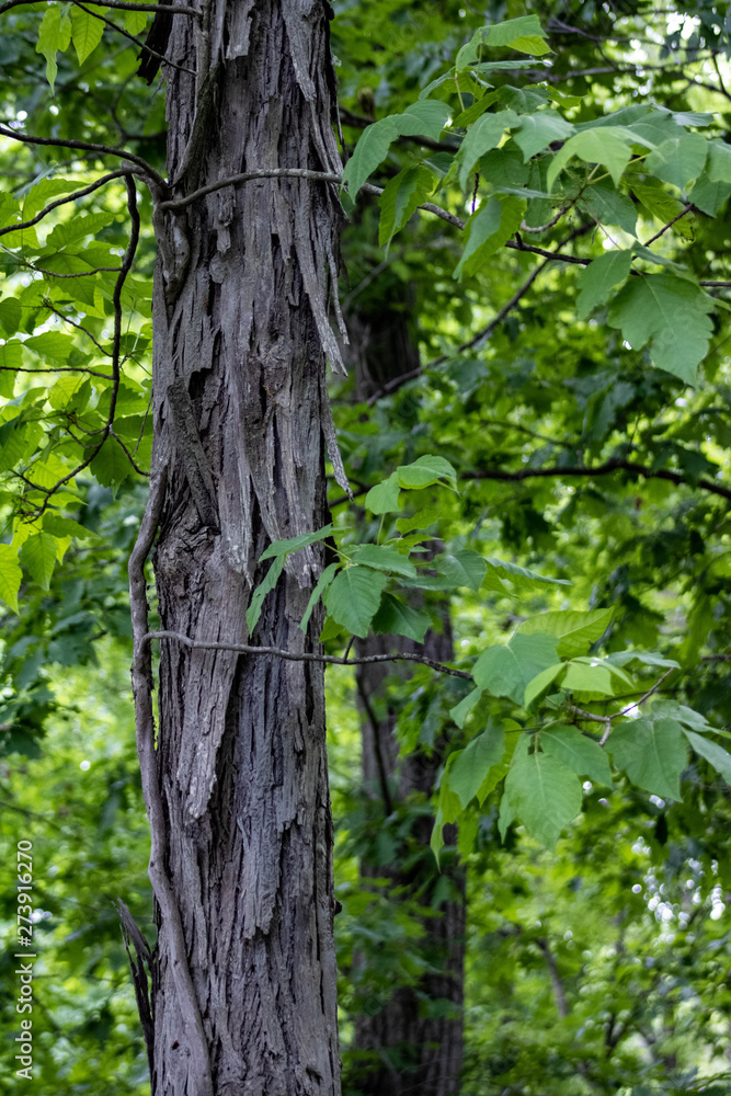 textured bark in forest