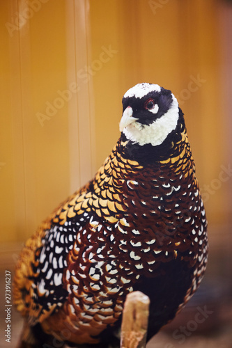 Reeves pheasant. Syrmaticus reevesii photo