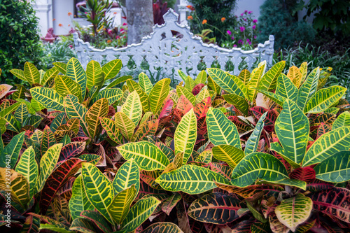 Colorful croton plants in yard photo