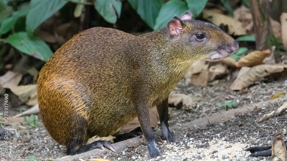 Central American agouti Dasyprocta punctata, adult foraging for food, Costa  Rica, Jaunuary 2019 Stock Photo | Adobe Stock
