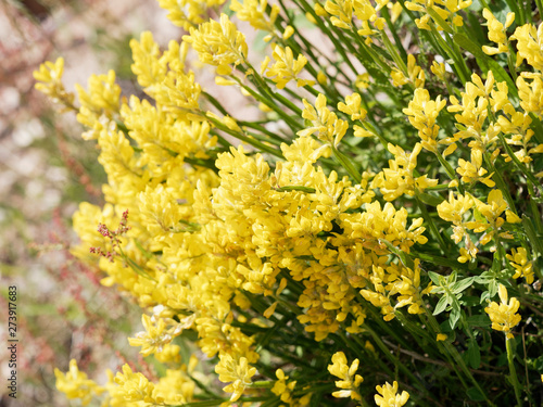 Genista sagittalis - Genêt ailé ou genistrelle aux fleurs jaunes en grappes sur de petites tiges photo