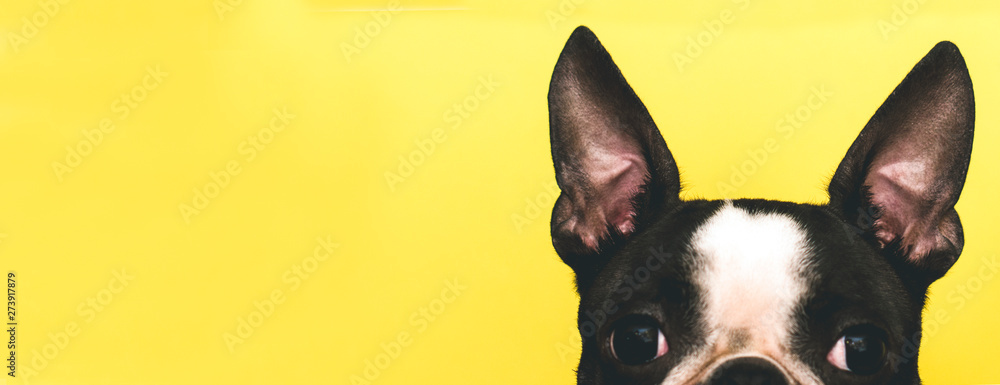 Fototapeta Wierzch głowy psa z dużymi czarnymi uszami rasy Boston Terrier na żółtym tle. Twórczy. Transparent