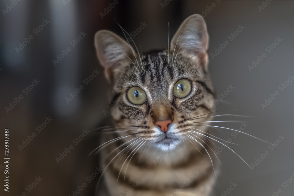 Cat's head view with very expressive eyes, tigers fur and blurred background