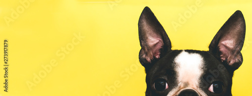 The top of the dog's head with large black ears Boston Terrier breed on a yellow background. Creative. Banner