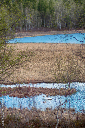 Swan on the shore of a forest lake photo