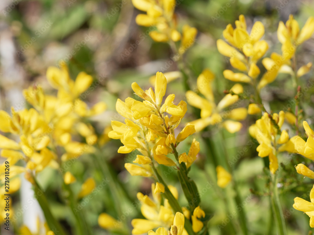 Gros plan sur une grappe de fleur jaune du genêt ailé (Genista sagittalis) Gros plan sur une grappe de fleur jaune du genêt ailé (Genista sagittalis)