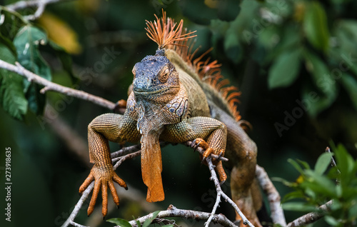 Green iguana Iguana iguana, adult male basking in a tree, Costa RIca, January 2019