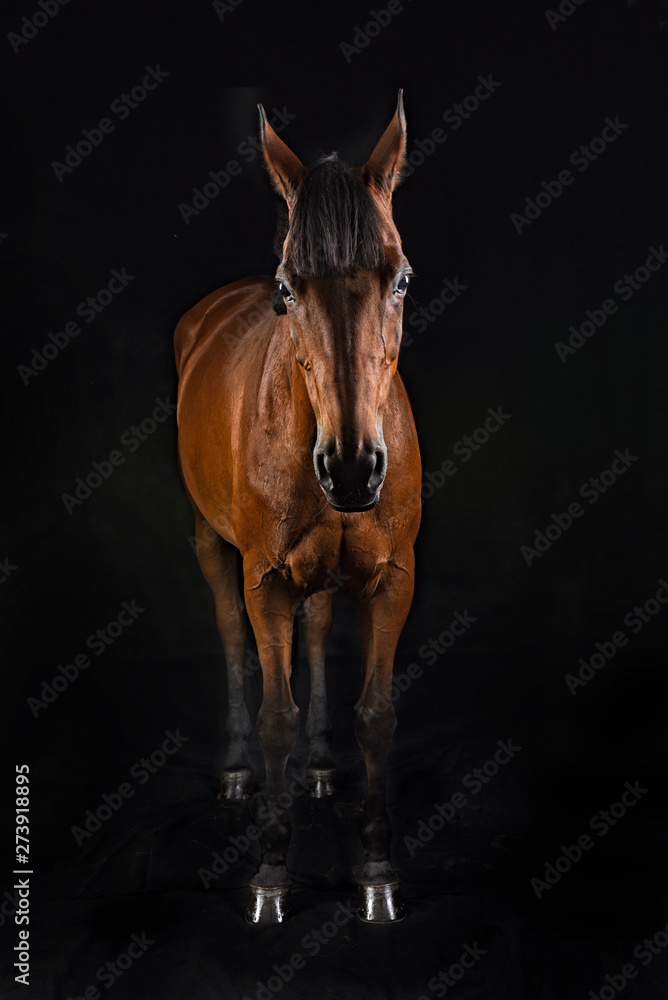 Obraz premium Koń