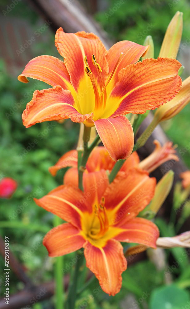 Fototapeta premium Orange Lily Flower Iris in sunny day, macro photography, in my organic garden