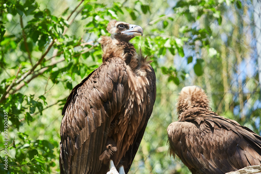 Fototapeta premium Black vulture. Aegypius monachus