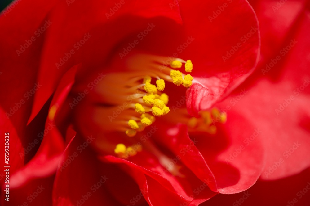 Fototapeta premium closeup of red flower