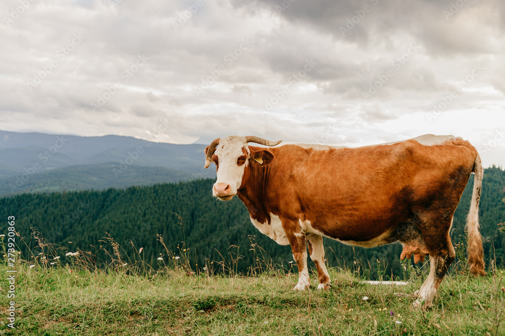 Brown cow pasturing in the mountains.