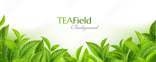 Green tea leaves background. Horizontal panoramic banner with fresh  tea branches on the soft backdrop. Vector illustration with realistic design elements.