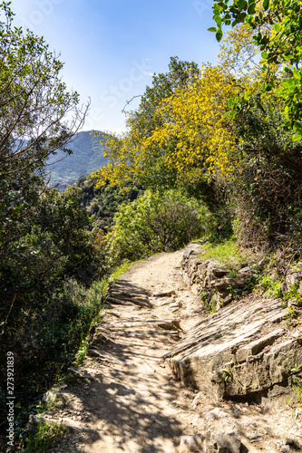 steiniger Wanderweg mit gelbblühenden Sträuchern in Cinque Terre
