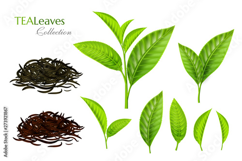 Green tea leaves collection. Fresh and dried. Vector isolated decoration elements in realistic style.