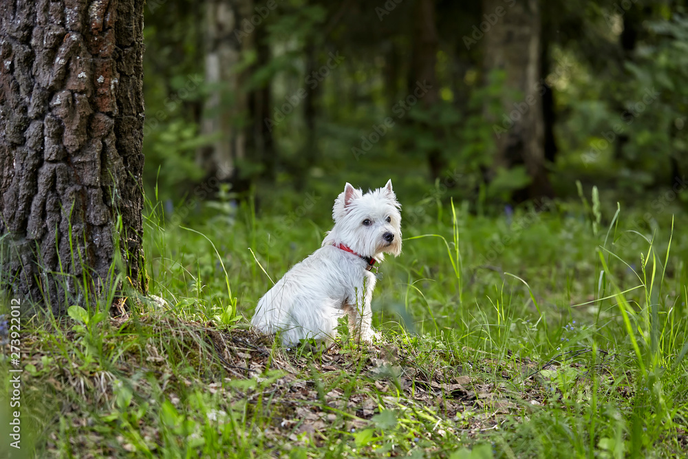 Sweet West Highland White Terrier - Westie, Westy Dog sitting on grass in Forest Sweet West Highland White Terrier - Westie, Westy Dog sitting on grass in Forest
