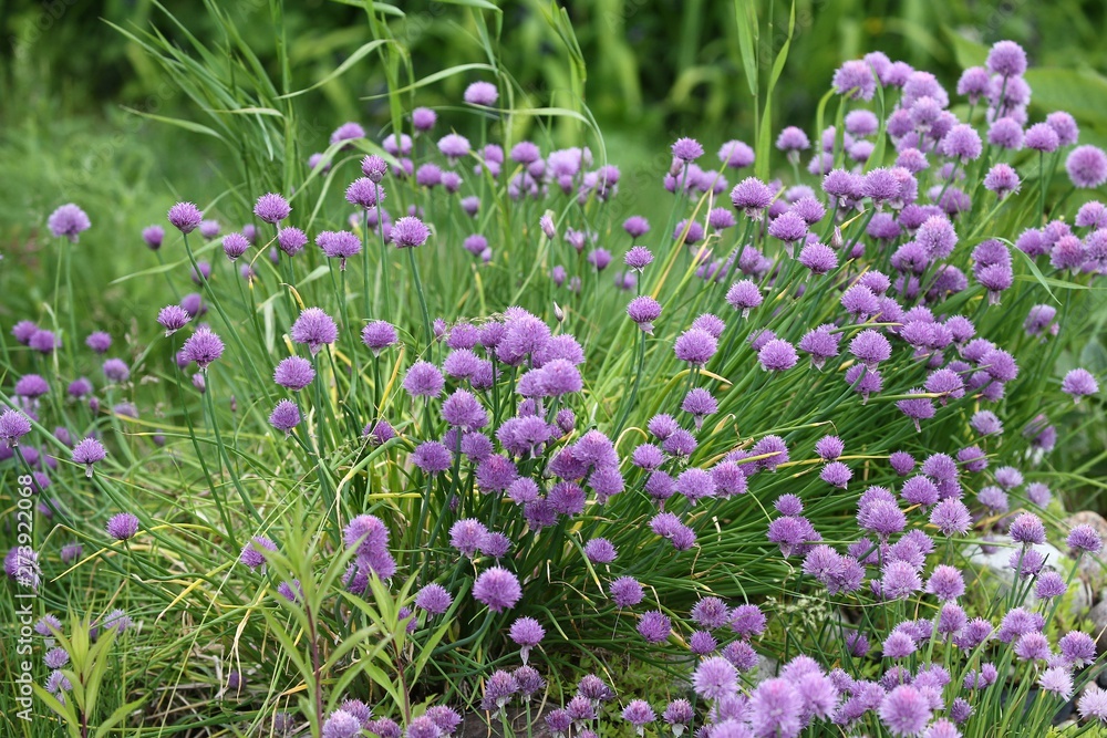 Obraz premium Wild Onion Allium flower flowers wildflower 