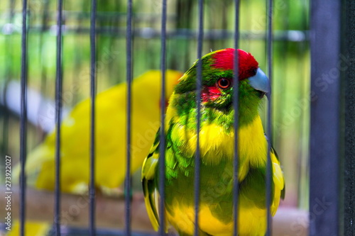 Red-crowned parakeet or red-fronted parakeet, kakariki parrot from New Zealand in cage photo