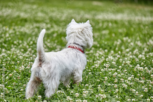 Sweet puppy of West Highland White Terrier - Westie, Westy Dog Play on clover grass © Сергей Детюков