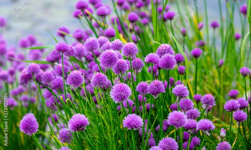 Wild Onion Allium flower flowers wildflower  © Denny