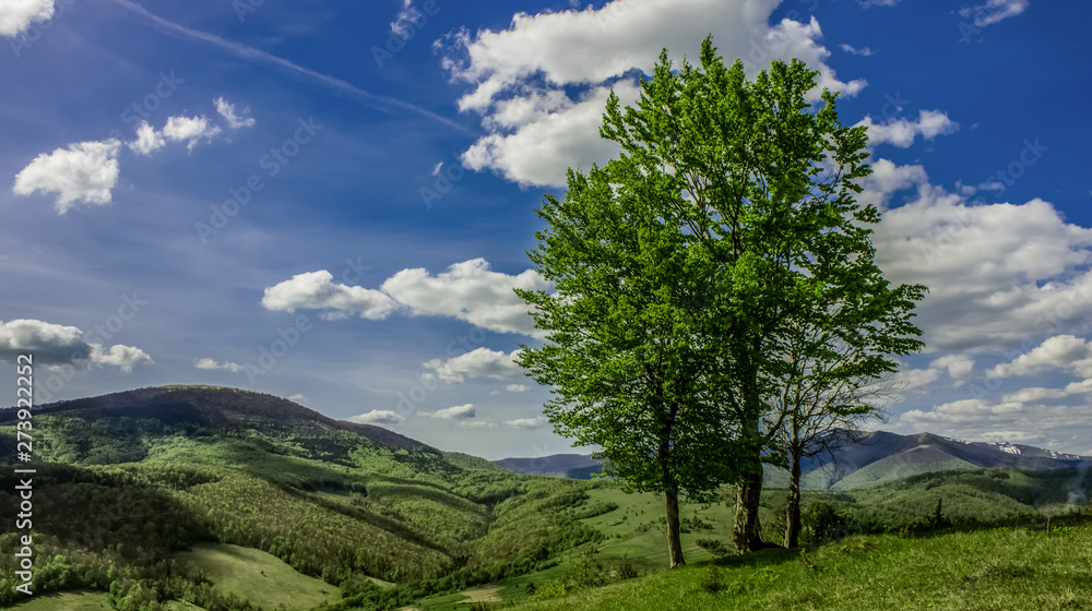 lonely trees in Carpathian mountain highland meadow scenery landscape photography from Ukraine 