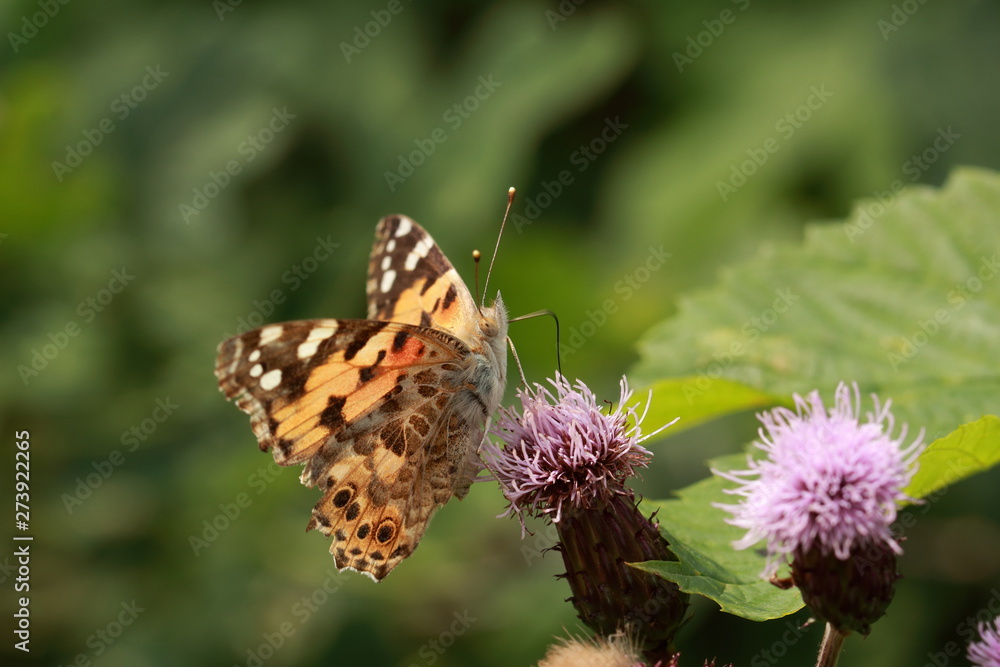Fototapeta premium Schmetterling auf der Blüte