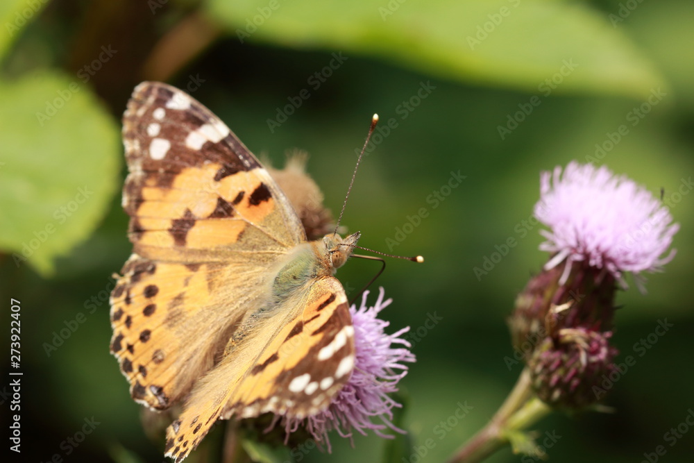 Schmetterling auf der Blüte Schmetterling auf der Blüte