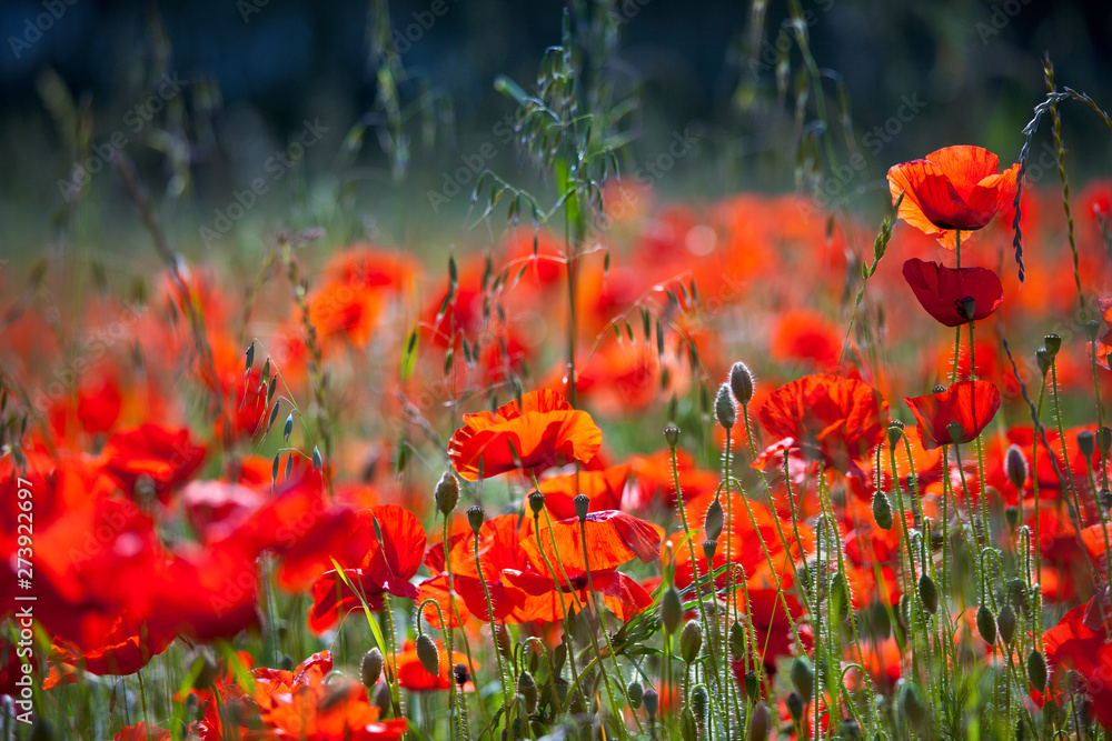 Obraz premium Coquelicots dans les champs