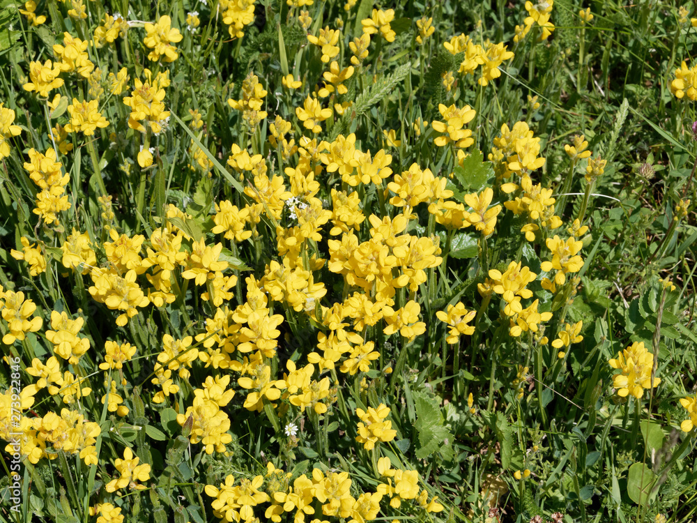 Genista sagittalis - Genêt ailé ou genistrelle aux fleurs jaunes en grappes sur de petites tiges Genista sagittalis - Genêt ailé ou genistrelle aux fleurs jaunes en grappes sur de petites tiges