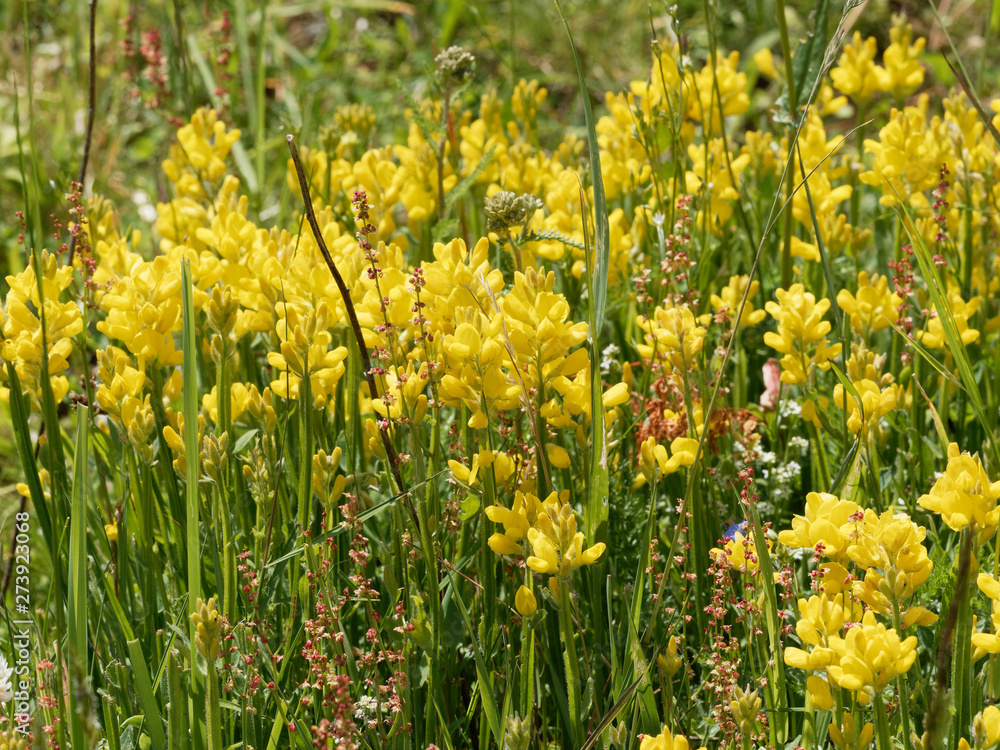 Obraz premium Genista sagittalis - Genêt ailé ou genistrelle aux fleurs jaunes en grappes sur de petites tiges