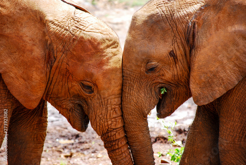 Canvas Print Two elephants together