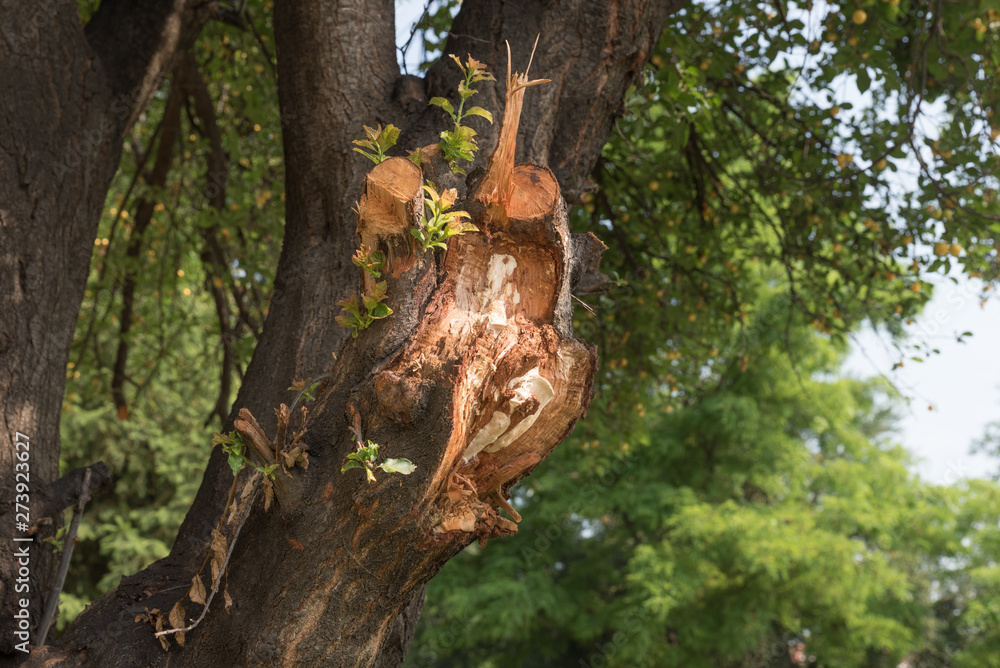 Broken and damaged tree big branch cracked after hard storm with rain and strong wind in the heavy spring or summer season close up Broken and damaged tree big branch cracked after hard storm with rain and strong wind in the heavy spring or summer season close up