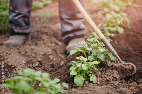 Foto Removing weeds from soil of potatoes, Senior elderly man wielding hoe in vegetab