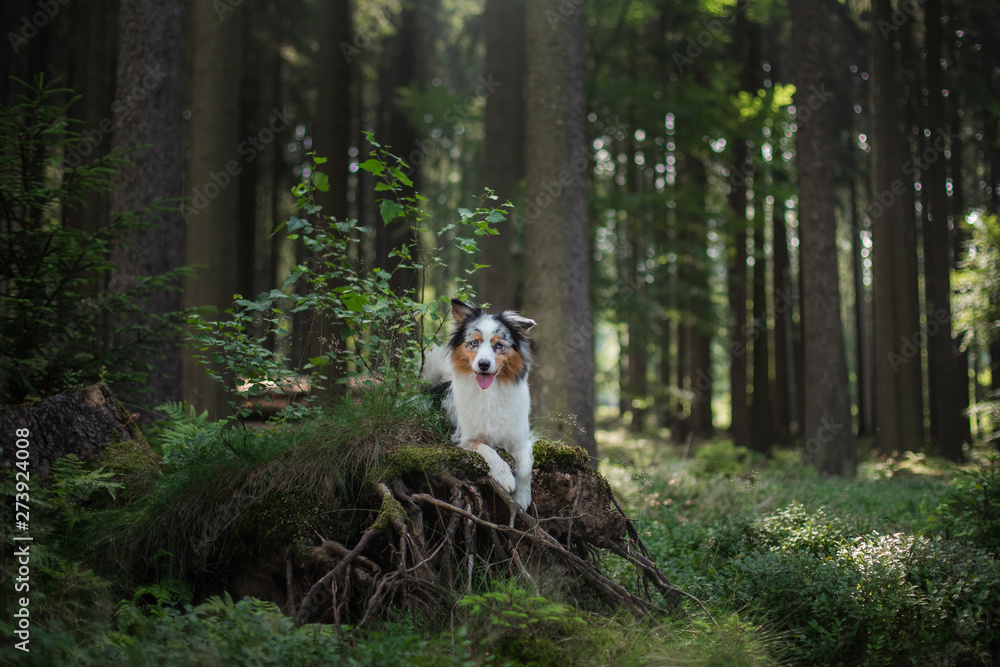 Australian Shepherd dog in the forest. pet for a walk on nature Australian Shepherd dog in the forest. pet for a walk on nature