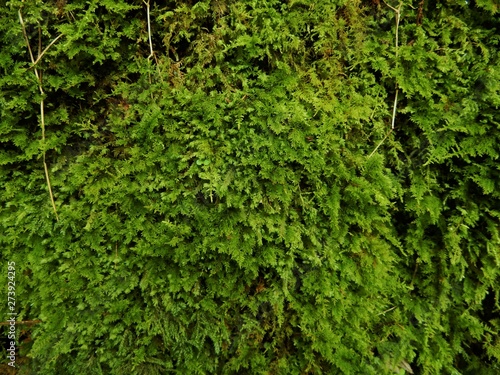 森の緑色の苔
