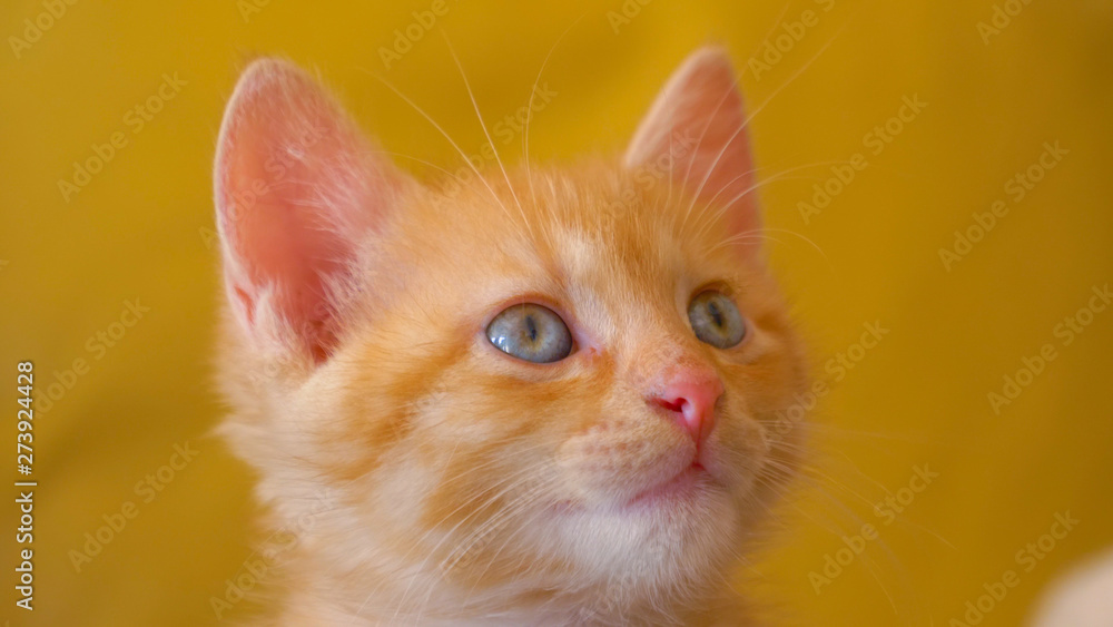 CLOSE UP: Baby ginger cat looks around the apartment after waking up from a nap.