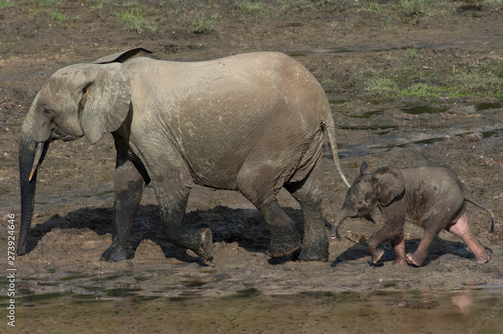 Fototapeta premium Mother and baby African Forrest Elephant at the Dzangha Bai in the Central African Republic.