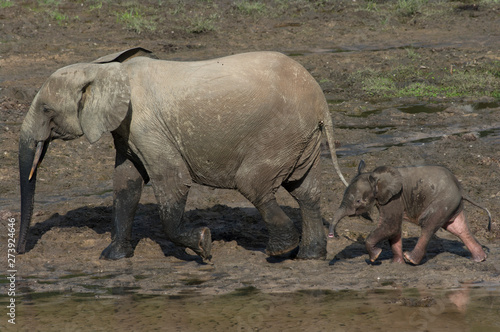 Mother and baby African Forrest Elephant at the Dzangha Bai in the Central African Republic.