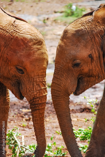 Photography Two elephants together