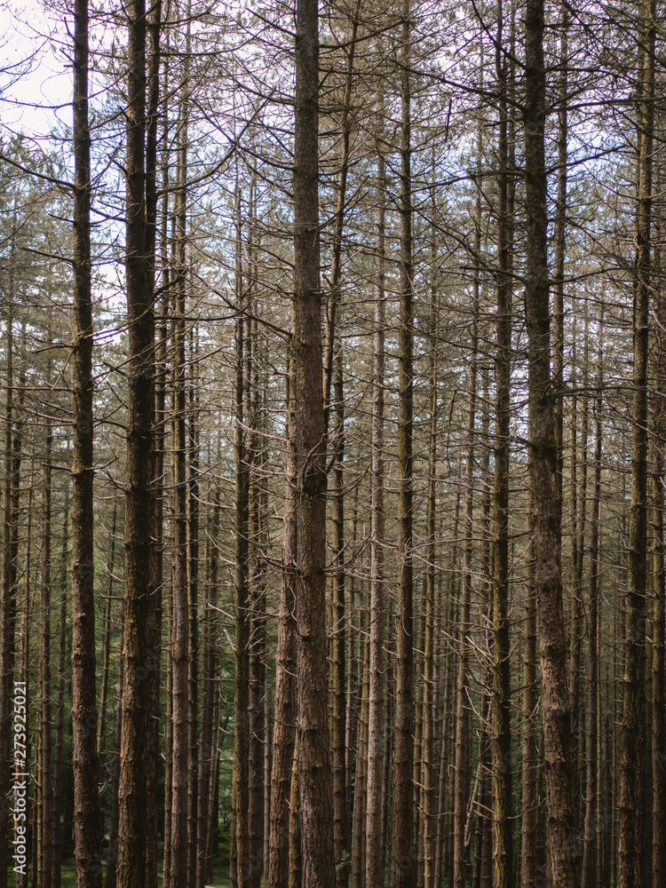 Green and brown textures of trees in the forest Green and brown textures of trees in the forest