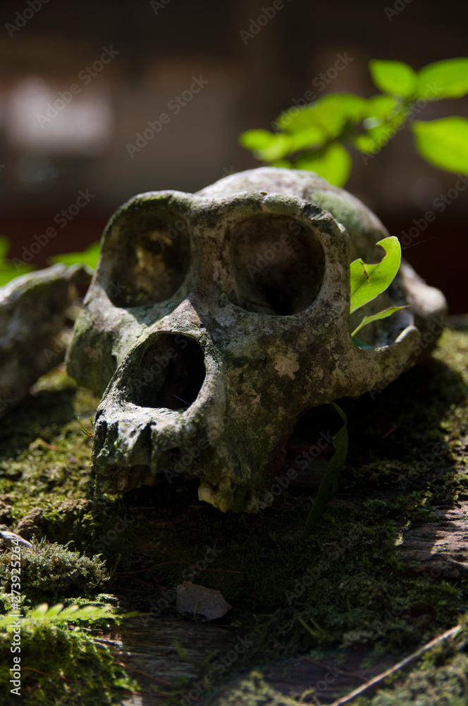 Skull of dead western lowland gorilla in central Africa
