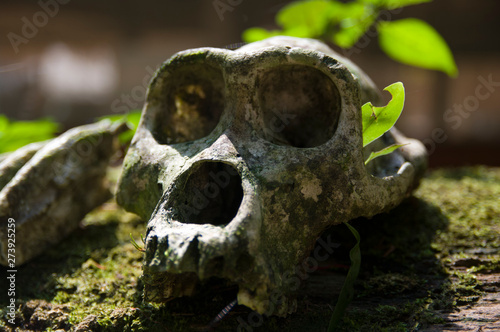 Western lowland gorilla skull in the Central African Republic. © Kelly