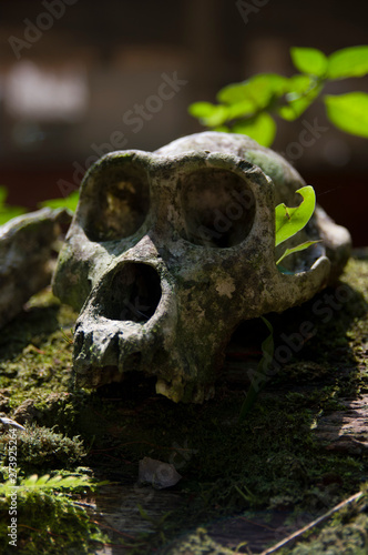 Skull of dead western lowland gorilla in central Africa © Kelly