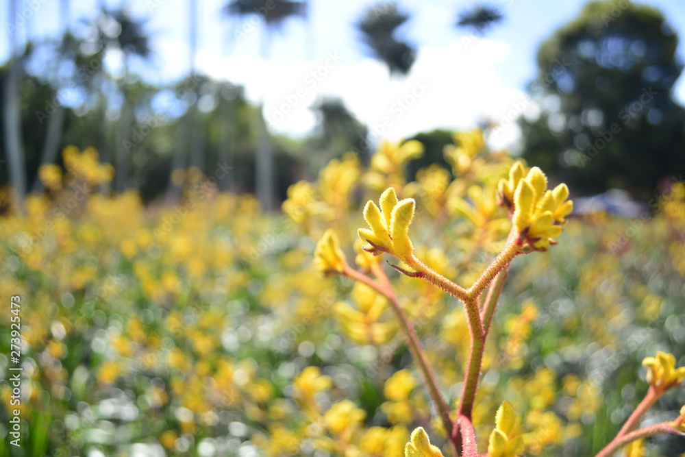Obraz premium Yellow flower close up in the garden